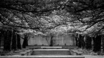 Black And White Nature Trees Wallpaper Allwallpaper In