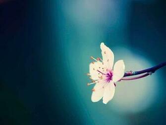 Blue Flower Flowers Nature Spring