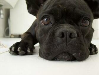 Lovely Dog Screensaver Screensavers