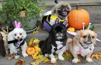 Dog Halloween Related Keywords Suggestions Long Tail