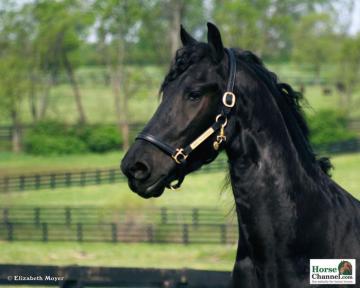 Friesian Screensaver And Wallpaper Horse Illustrated
