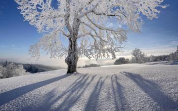 Beautiful Winter Wonderland Wallpaper Image