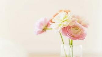 Peony Wallpaper