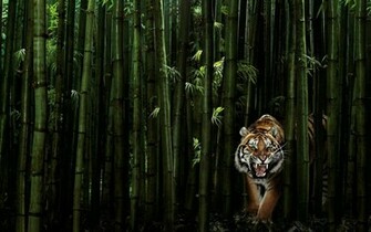 HD Bamboo Plant Wallpaper In For Your