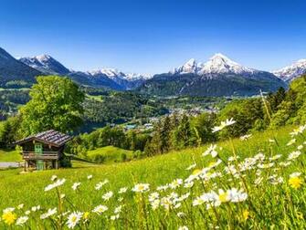 Nature Spring Meadow With Green Grass Camomile Flowers On