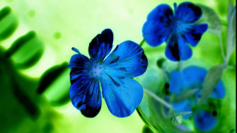 Blue Flower Desktop Wallpaper Image New