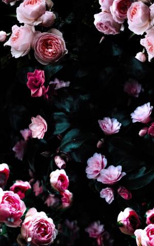Flowers To Light You Up On A Dark Day Plant Wallpaper