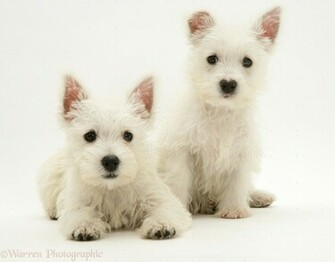 Picstopin Cute White Puppy HD Wallpaper Unique