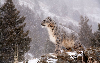 Snow Leopard Full HD Wallpaper And Image