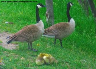 Canadian Geese Wildlife Wallpaper Background Theme Desktop