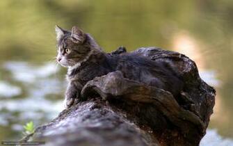 Wallpaper Cat Summer Desktop In The