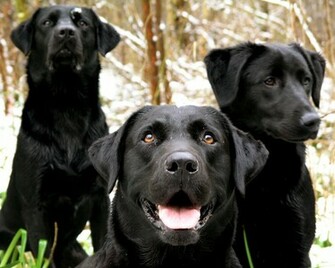 Labrador Retriever Puppies HD Wallpaper Animals
