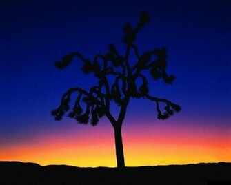 Joshua Tree Pictures Facts On The Trees