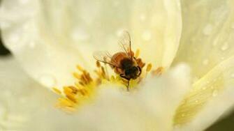 Bee Wallpaper