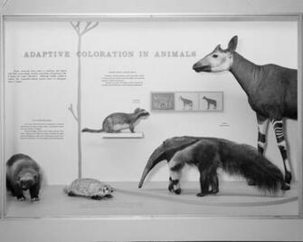 Adaptive Coloration In Animals Hall Of Mammals National Museum