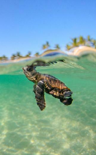 Honu Sea Turtle iPhone Wallpaper Top