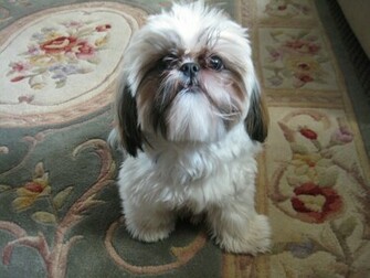 Shih Tzu Dog On The Carpet Photo And Wallpaper Beautiful
