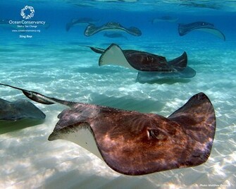 Ocean Conservancy Desktop Wallpaper
