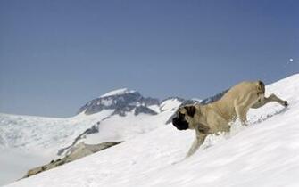 Mastiff Pc Desktop Wallpaper