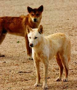Dingo Image Wallpaper And Background Photos