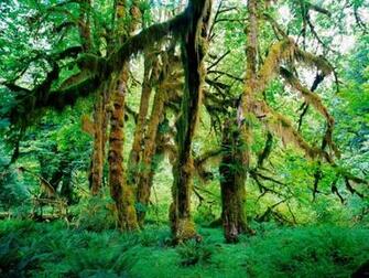 Hq Hoh Rain Forest Olympic National Park Washington Wallpaper