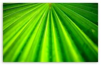 Tropical Leaf Wallpaper