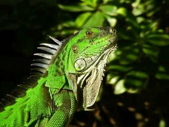 Green Iguana Wallpaper