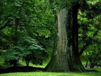 Beautiful Forests A Huge Collection Of Image