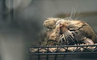 All HD Image Cool Cats Wallpaper