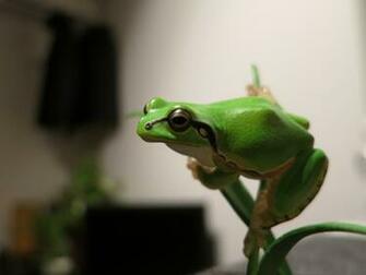 Amphibians Wallpaper Animals Frogs HD Desktop