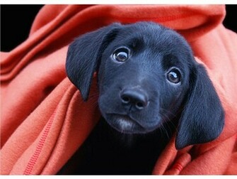 Black Lab Puppy Wallpaper