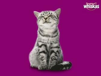 Kapanlagi Wallpaper Whiskas Affection