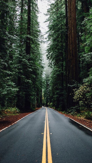Forest Road Wallpaper