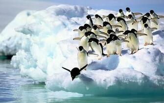 The First Penguin Change Fear And Failure