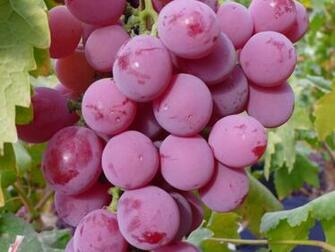 Grapes Computer Wallpaper Desktop Background Id
