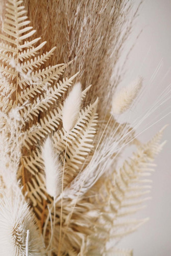 Beautiful Yet Hardy Pampas Grass Looks Stunning And Is Wallpaper