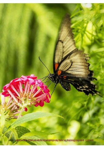 Beautiful Wallpaper Butterflies