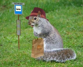 HD Animal Wallpaper Squirrels