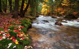 Babbling Brook United States New Hampshire White Mountains
