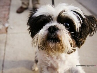 Todo Acerca Del Shih Tzu Wallpaper De