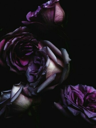 Flowers Dark Roses Wallpaper