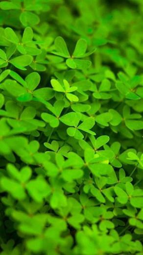 Green Moto G Wallpaper HD Motorola