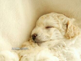 Poodle Puppy Wallpaper No Desktop Wallcoo Net