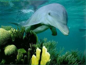 Wallpaper Dolphin At Coral Reef Photos And Walls