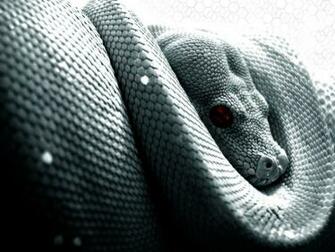 White Snake Wallpaper Meh Ro