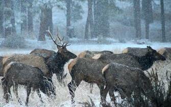 Young Bull Elk HD Photo By Michael Hoyt Thephotohiker
