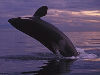 Killer Whale Jumping Mammal Wallpaper Ocean Se