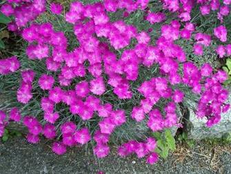 Pictures Of Fuschia Flowers Desktop Background