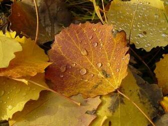 Leaves Desktop Wallpaper HD Background