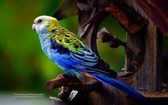 Colorful Bird Microsoft Official Wallpaper Animal
